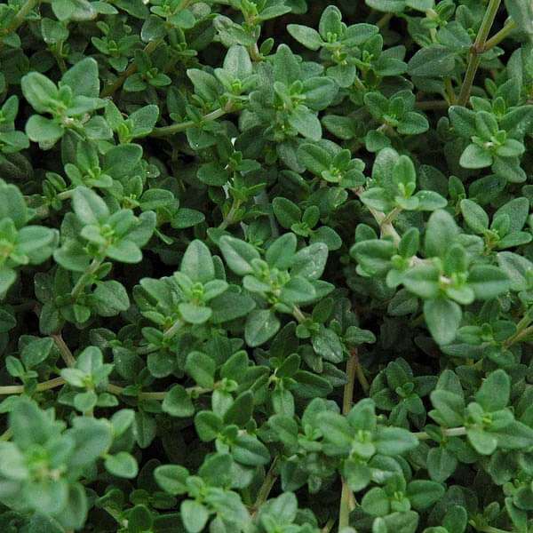 Thyme, Thymus vulgaris - Herb Seeds