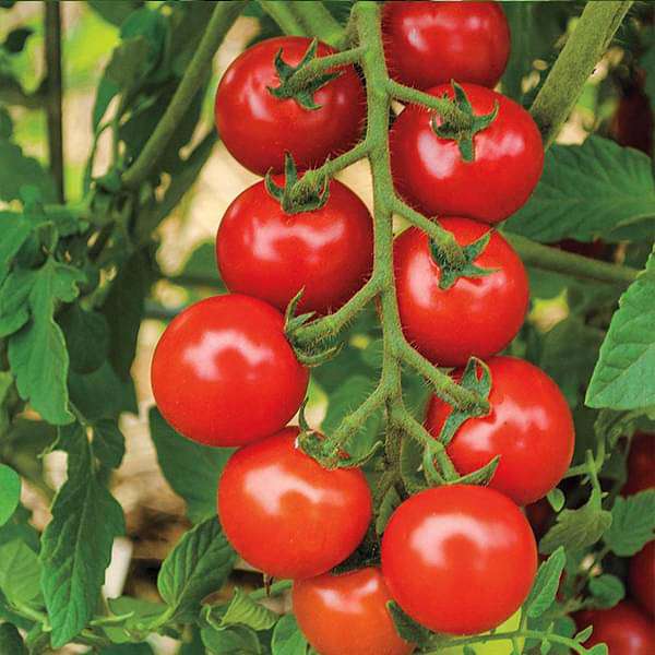 Tomato F1 Hybrid Sachriya - Vegetable Seeds