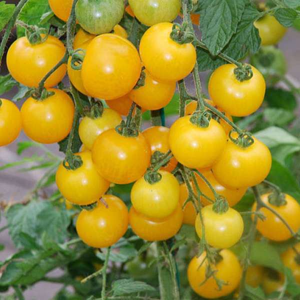 Tomato Golden Currant - Vegetable Seeds