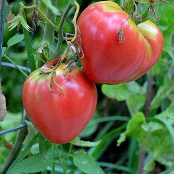 Tomato Imported Oxheart - Heirloom Vegetable Seeds