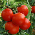 Tomato Imported Petomech - Heirloom Vegetable Seeds