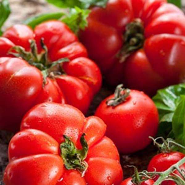 Tomato Marglobe - Heirloom Vegetable Seeds