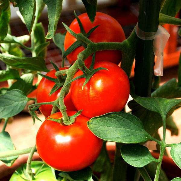 Tomato Ped - Desi Vegetable Seeds