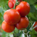 Tomato Roma VF - Heirloom Vegetable Seeds