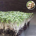 Turnip White - Microgreen Seeds