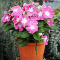 Vinca F1 Nana Pink - Flower Seeds