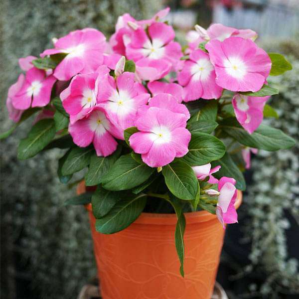 Vinca F1 Nana Pink - Flower Seeds