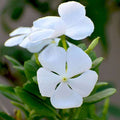 Vinca F1 Nana White - Flower Seeds