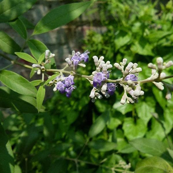 Vitex negundo - 6" Grow bag