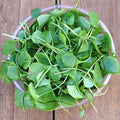 Water Cress - Herb Seeds