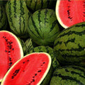 Water Melon F1 Aalam Daksh 55 - Fruit Seeds