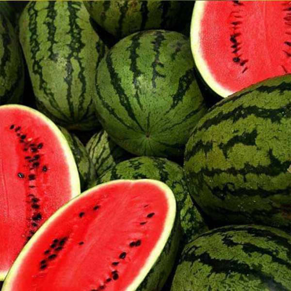 Water Melon F1 Aalam Daksh 55 - Fruit Seeds