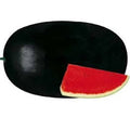 Water Melon F1 Sanya 786 - Fruit Seeds