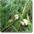 Wild Asparagus, Shatavari - Seeds