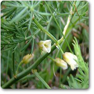 Wild Asparagus, Shatavari - Seeds