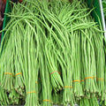 Yard Long Imported Beans - Vegetable Seeds