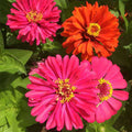 Zinnia Elegans F1 Giant Mixed Color - Flower Seeds