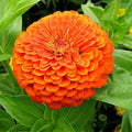 Zinnia F1 Elegans Orange - Flower Seeds