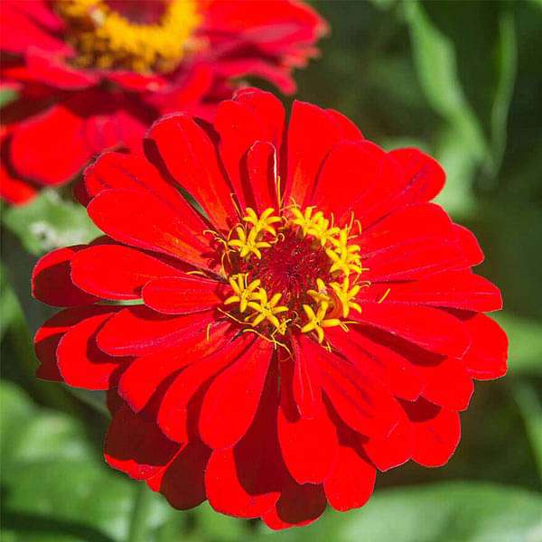 Zinnia F1 Elegans Red - Flower Seeds