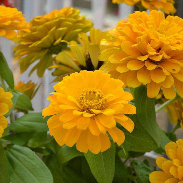 Zinnia F1 Elegans Yellow - Flower Seeds