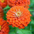 Zinnia F1 Tall Orange - Flower Seeds