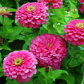 Zinnia F1 Tall Pink - Flower Seeds