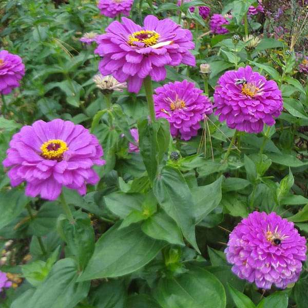 Zinnia F1 Tall Purple - Flower Seeds