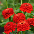 Zinnia F1 Tall Red - Flower Seeds