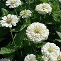 Zinnia F1 Tall White - Flower Seeds