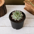 Sempervivum calcareum - 3" Pot