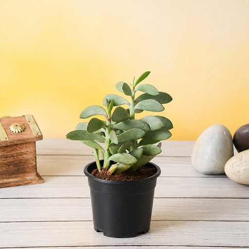 Senecio crassissimus - Succulent - 3" Pot