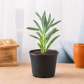 Senecio ficoides Mount Everest - Succulent - 3" Pot