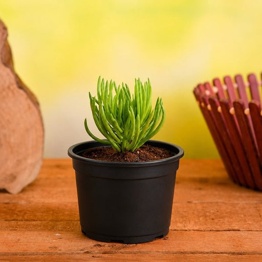 Senecio mandraliscae - Succulent - 3" Pot