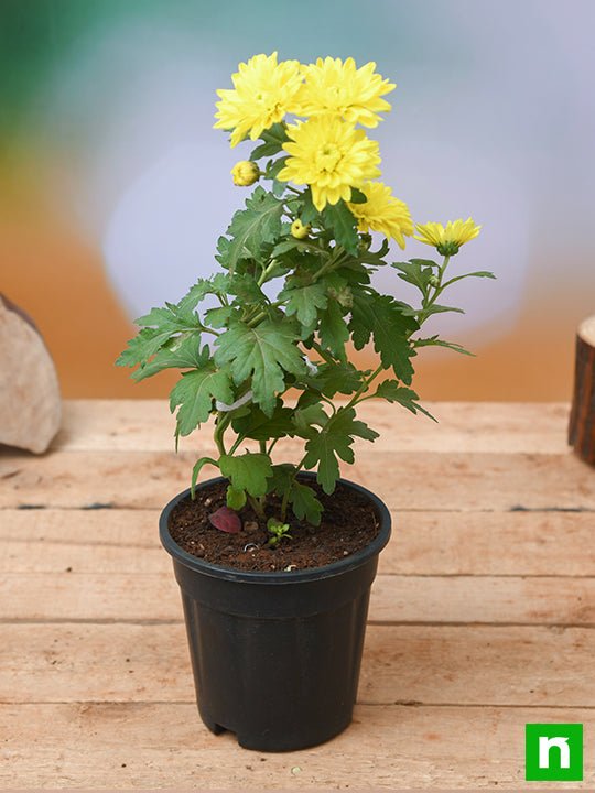 Chrysanthemum Yellow - 5" Pot