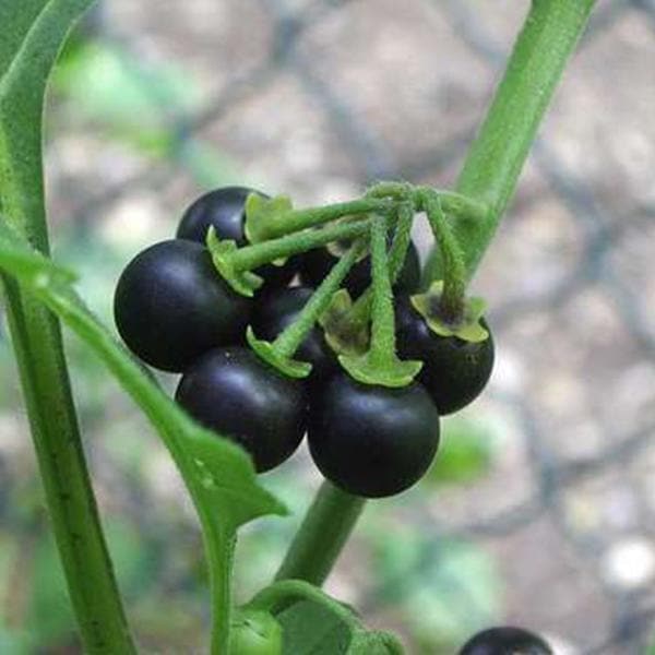 Solanum Indicum, Vanabhanta - 0.5 kg Seeds