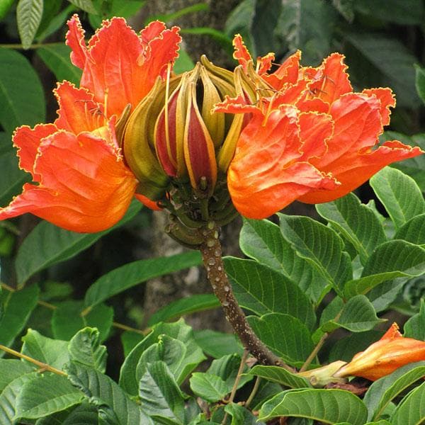 African Tulip - 10" Grow bag
