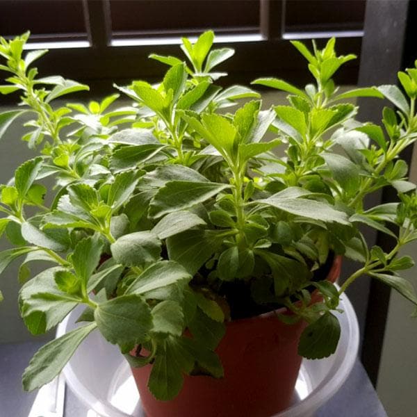 Stevia Rebaudiana - 10 g Seeds