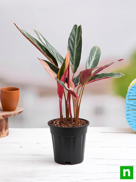 Stromanthe Variegated - 6" Pot