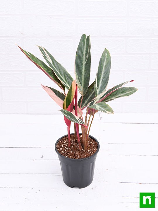 Stromanthe Triostar Variegated - 6" Pot
