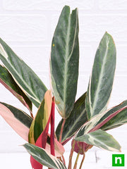 Stromanthe Variegated - 6" Pot