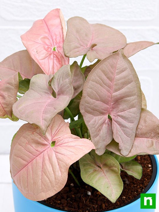 Syngonium Confetti Pink - 4" Pot