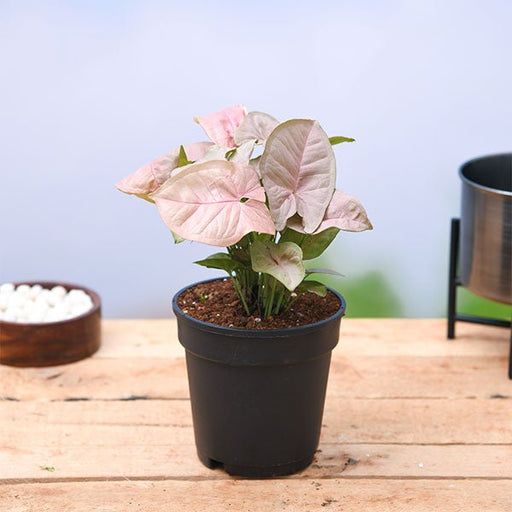 Syngonium Neon Pink - 4" Pot