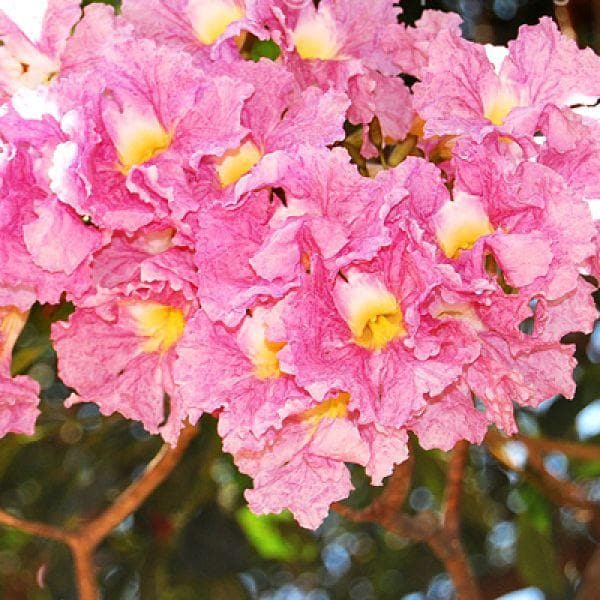 Pink Trumpet Tree - 10" Grow bag