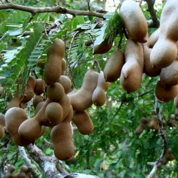 Sweet Tamarind - 10" Grow bag