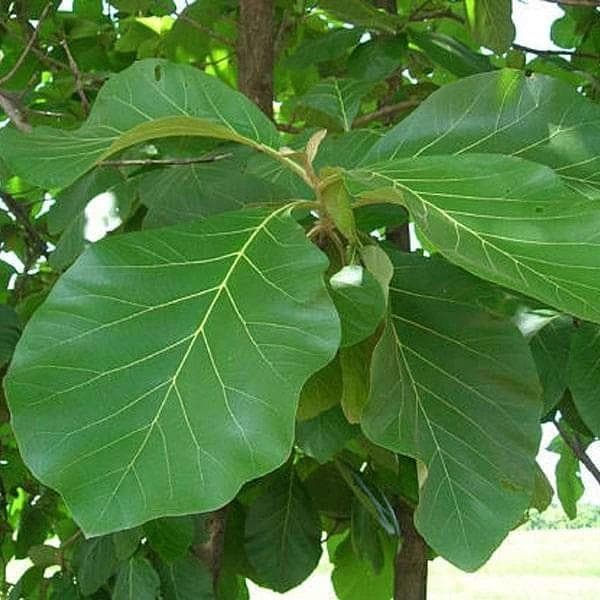 Teakwood - 10" Grow bag