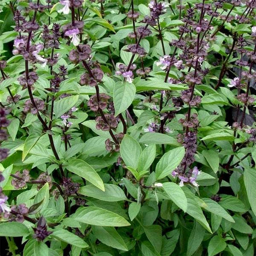 Thai Basil - 6" Grow bag