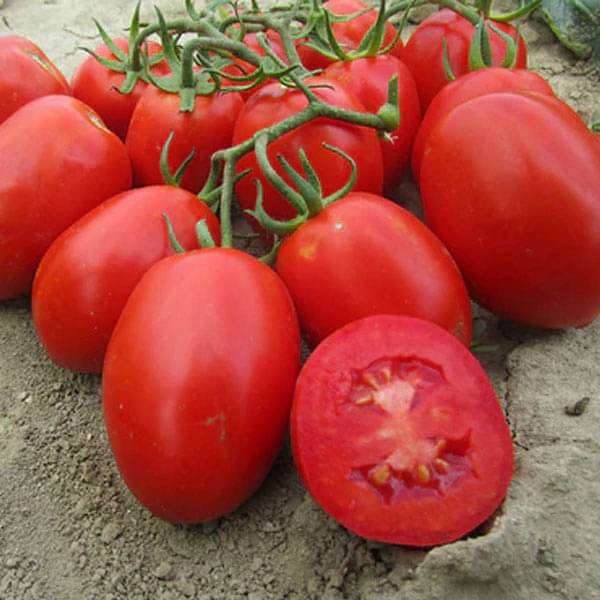 Tomato Imported Rio Grande - Heirloom Vegetable Seeds