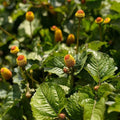 Toothache, Akarkara - seeds