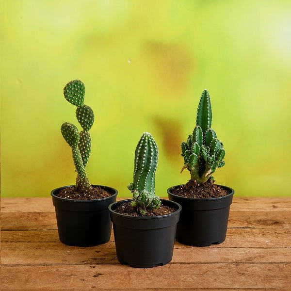 Top 3 Cactus Plants Pack