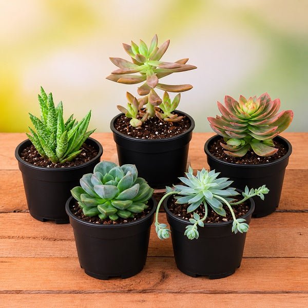 Top 5 Cute Succulents